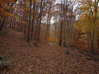 Obraz premium path in autumn forest