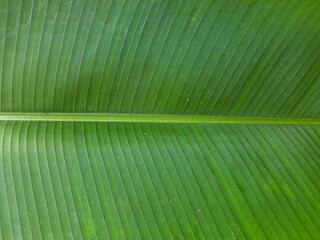 banana leaf texture