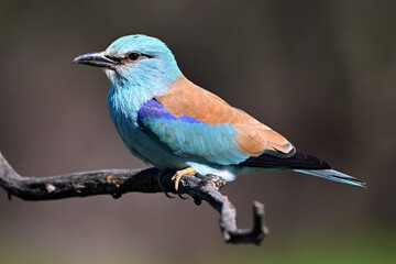 una carraca europea azul en el campo