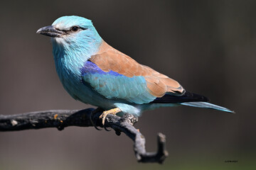una carraca europea azul en el campo