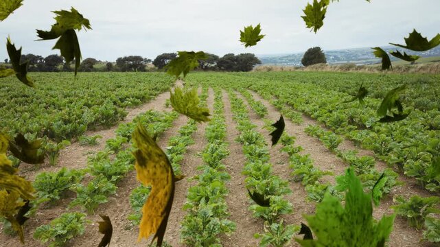 Wind gusts blowing yellow-green leaves into frame, swirling above crop rows, showing autumn breeze