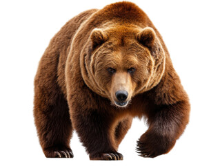 Fototapeta premium Majestic Bear Strolling Forward: A stunning shot of a massive, brown bear striding confidently toward the camera, showcasing its raw power and imposing presence in its natural habitat.