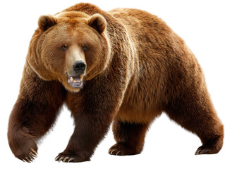 Obraz premium Majestic Grizzly Bear Portrait: A detailed shot of a large grizzly bear showcasing its impressive size and raw power. This image captures the essence of this wild animal.