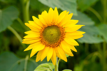 Close-up of a bright yellow sunflower, showcasing its detailed petals and green center, set against a background of lush green leaves.