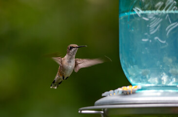 hummingbird in flight