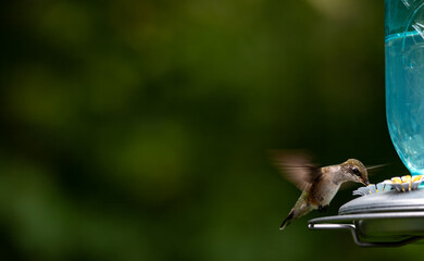 hummingbird 