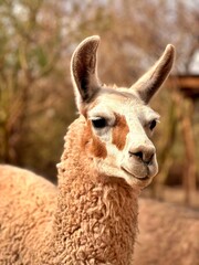 Obraz premium Llama doméstica fotografiada en la ciudad de San Pedro de Atacama, norte de Chile.