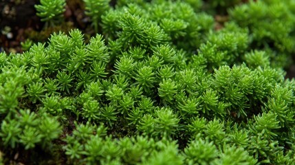 Close Up View of Bright Green Moss Texture with Soft Focus Background for Nature and Botanical Photography