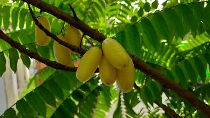 fresh yellow starfruit that is still on the tree
