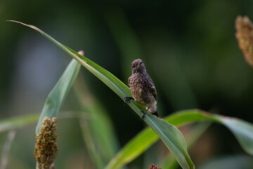 A small, vibrant Pied bushchat perched on a small branch  , set against a soft, blurred natural background.