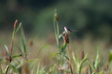 A small, vibrant Plain prinia perched on a small branch  , set against a soft, blurred natural background.