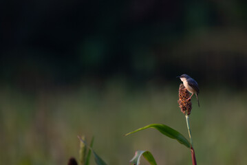 A small, vibrant Ashy prinia perched on a seed stub , set against a soft, blurred natural background.