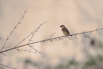 A vibrant small  munia perched on a thin branch with fresh green leaves, set against a soft blurred background.
