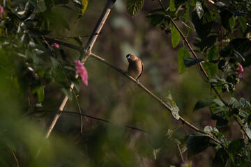 A vibrant small White rumped munia perched on a thin branch with fresh green leaves, set against a soft blurred background.