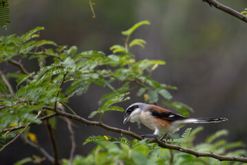 A vibrant small  Bay backed shrike perched on a thin branch with fresh green leaves, set against a soft blurred background.