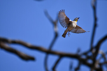 A beautiful Yellow throated sparrow in mid flight with wings spread wide against a clear blue sky.