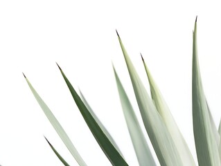 Obraz premium Pale green leaves with dark pointed tips create a striking abstract pattern against white