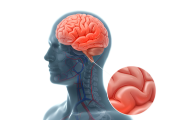 Detailed 3D anatomical rendering of a human brain, showcasing its intricate structure and vascular system, with a magnified inset view of brain tissue.