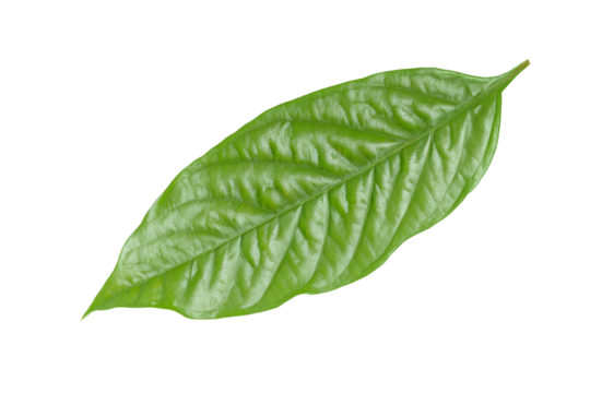 A leaf is shown on a white background