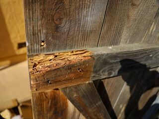 Termite damage on a wooden fence door.