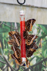 A butterfly tube feeder full of morpho butterflies.
