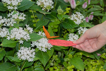 A child's hand with a scented card hopping that a Julia heliconian butterfly will rest on.