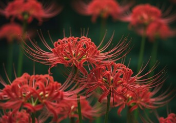 Vibrant red spider lilies in bloom with green foliage