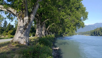Riverbank trees under a clear sky