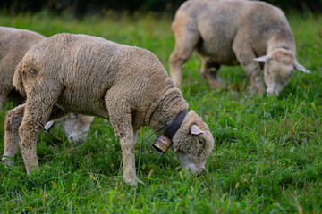 Obraz premium The sheep in the meadows. Small flock of sheep in Swiss Alps. Sheep pasture on an farm, close up. Sheeps eating grass on a field. Sheep grazing in an alpine meadow.