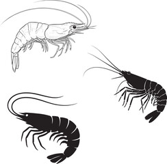 Detailed Black and White Shrimp Illustration Set
