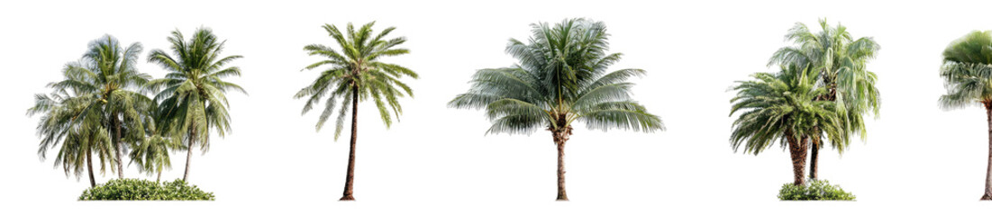 Five palm trees displayed in a row