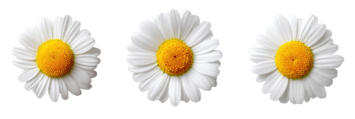 Three white daisies with yellow centers