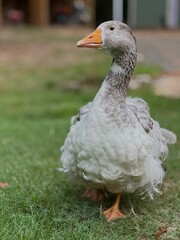 Goose in the grass