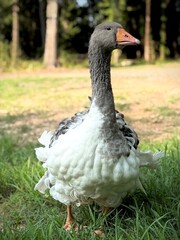 Sebastopol goose on the grass