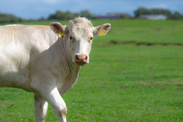 Cows grazing in a green pasture. Herd of cattle in the countryside. Alpine meadows with grazing cows. Farmland with cows livestock. Grassy fields filled with cows. Grazing bovine. Cattle ranch.