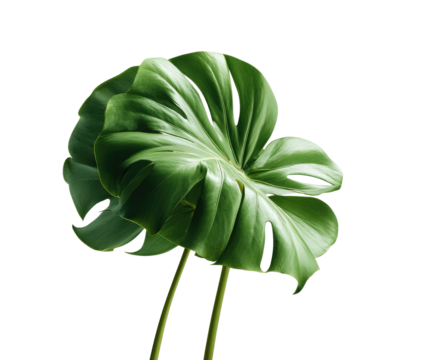 Close-up of a vibrant green monstera leaf, sharply defined against a black background.  Its distinctive, deeply-lobed shape and glossy texture are highlighted