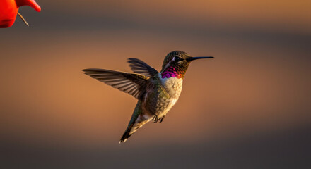 Fototapeta premium Hummingbird in flight against soft golden light