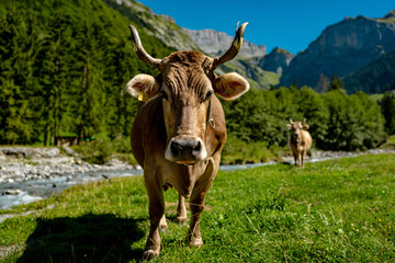 Cow grazing in a green pasture. Herd of cattle in summer meadow. Alpine meadows with grazing cow. Farmland with cow livestock. Grassy fields filled with cow. Grazing bovine. Cattle ranch.