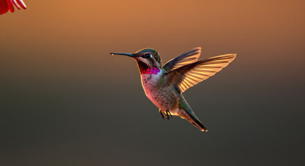 Fototapeta premium Hummingbird in flight at sunset