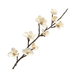 Magnolia Branch with Delicate White Blossoms Isolated on Transparent Background Showcasing Natural Beauty and Detailed Floral Elements
