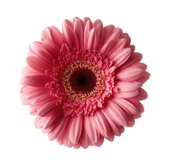 Close-up of a single, vibrant pink gerbera daisy