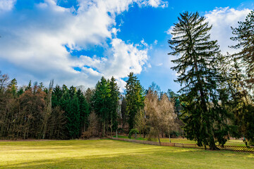 Serene park landscape with blue sky and tall evergreen trees