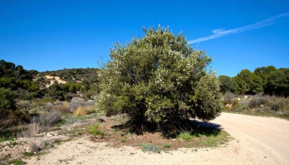 Fototapeta premium Olive tree by a dirt road under a clear sky
