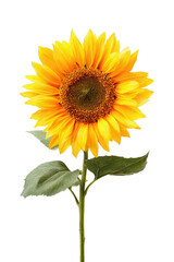Bright sunflower with green leaves