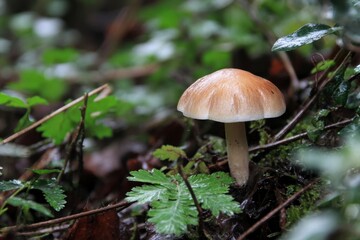 A mushroom with a brown cap sits in the forest floor surrounded by green leaves and moss