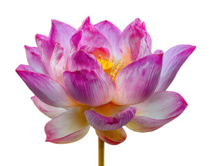 Fototapeta premium Close-up of a vibrant pink and white lotus flower
