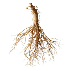 A detailed view of a ginseng root, showcasing its intricate root structure and natural texture.