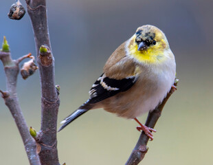 blue tit on branch