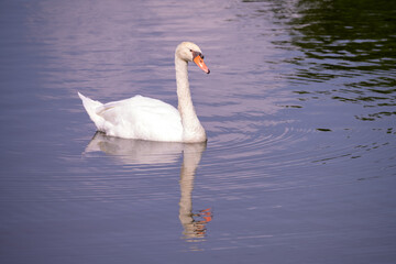 White Swan or Mute Swan (Cygnus olor) is a species of swan and a member of the waterfowl family Anatidae on the Lake.
