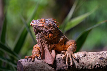 Closeup Green iguana sits on tree trunk.